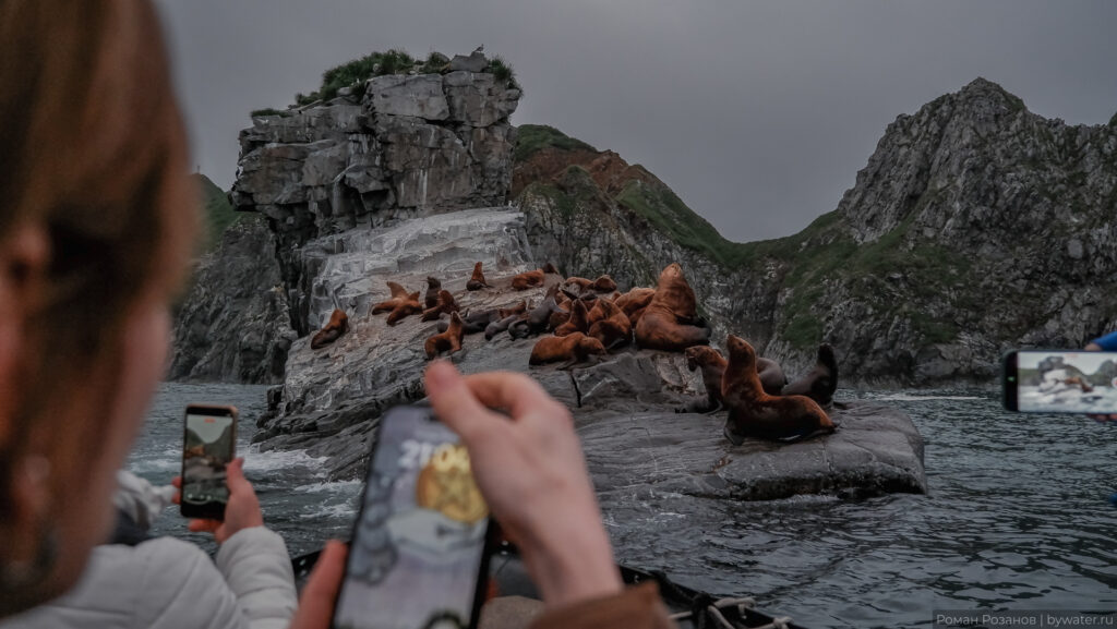 Группа морских львов на каменном острове в воде.