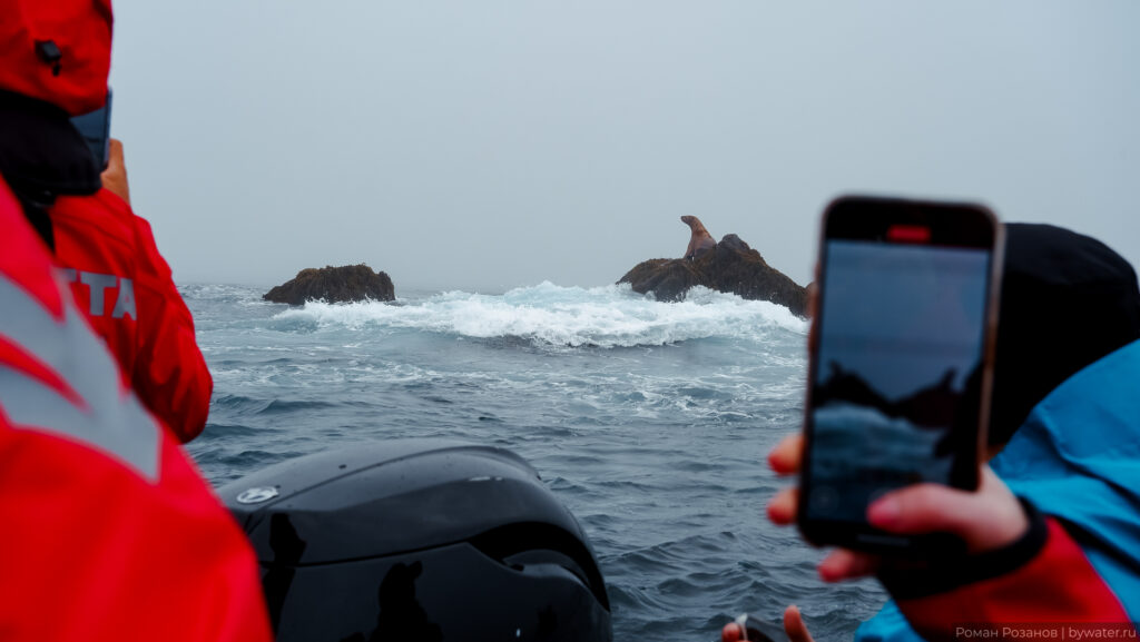 На фоне моря и скал видно морского льва.