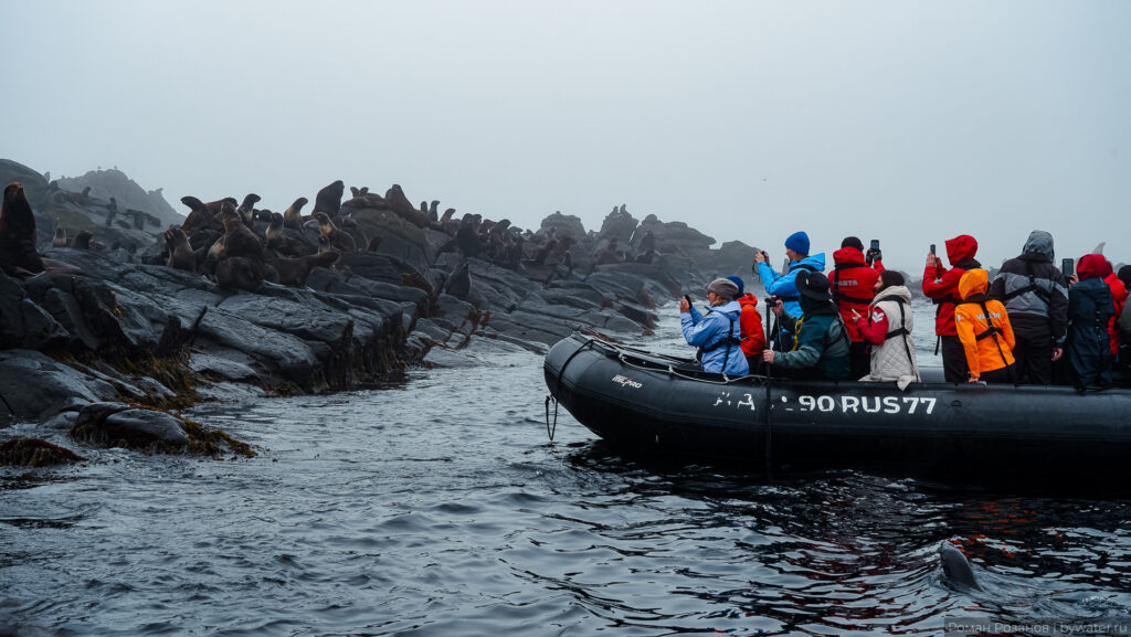 Группа туристов на RIB-катере наблюдает за морскими львами.